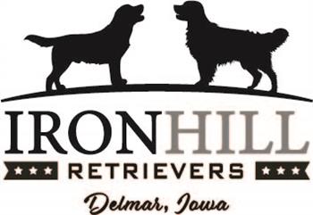 Iron Hill Retrievers